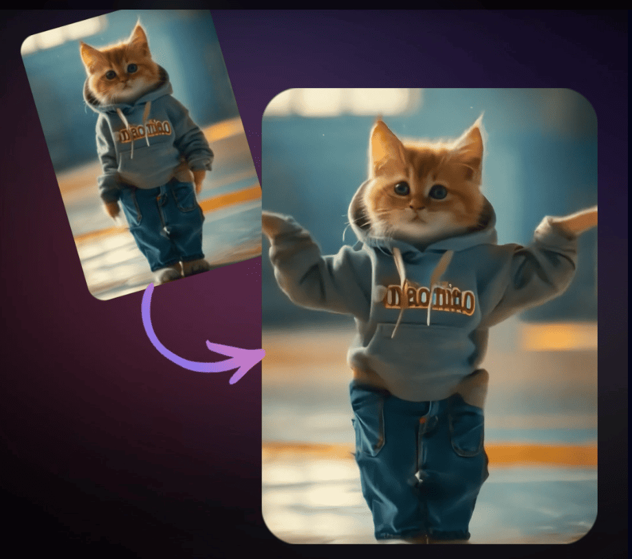 cat dancing